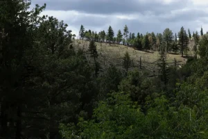Trump Administration Moves To End Rule Protecting Swaths Of Forest LandUS Agriculture Department says rescinding the 2001 rule will help reduce wildfire risk and return control to local managers.