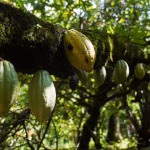Nigeria’s Cocoa Exports Face EU Test as New Anti-Deforestation Rules Near