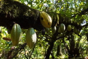 Nigeria’s Cocoa Exports Face EU Test as New Anti-Deforestation Rules Near