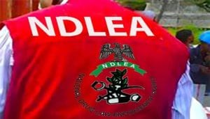 NDLEA Arrests Cross-Border Kingpin, Seizes N6.2bn ‘Jihadi Drug’ And Opioids