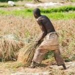 Ebonyi Lawmakers Seek Legislation To Sustain IFAD-VCDP Gains For Farmers