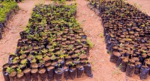 Radda Boosts Katsina Agripreneurship Programme, Targets 1,000+ Trainees