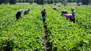 World Food Day: FG Reports 4.39% Growth in Agriculture in Q2 2026
