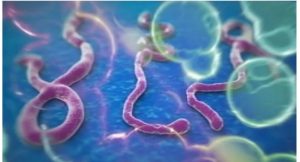 NCDC Reports Two Suspected Ebola Cases In North-East Nigeria
