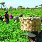 TUC Seeks More Funding As Insecurity Keeps Farmers Off Their Farms