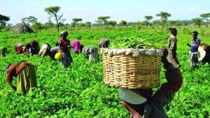 TUC Seeks More Funding As Insecurity Keeps Farmers Off Their Farms