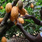 World’s Leading Cocoa Producer Seeks Climate-Resilient Beans as Farmers Adapt Planting Methods