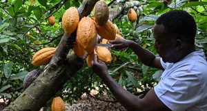 World’s Leading Cocoa Producer Seeks Climate-Resilient Beans as Farmers Adapt Planting Methods