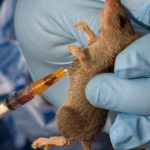 NCDC Reports 263 Lassa Fever Deaths, 1,115 Confirmed Cases in Nigeria
