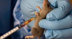 NCDC Reports 263 Lassa Fever Deaths, 1,115 Confirmed Cases in Nigeria