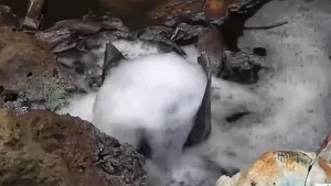 Ijaw Group Demands Action Over Gas Pollution In Bille